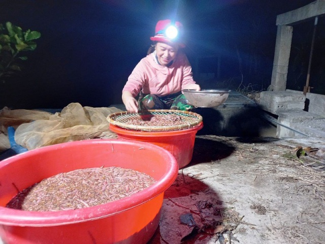 Thị trường - Tiêu dùng - Người dân Hải Dương thức đêm săn đặc sản rươi, thu tiền triệu