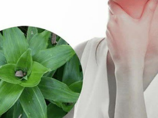 Sức khỏe đời sống - Cây lược vàng chữa được bệnh gì?