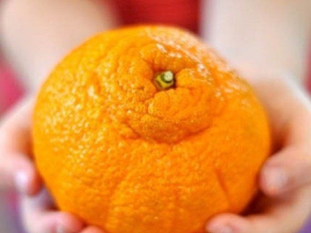 Thị trường - Tiêu dùng - Loại cam đắt đỏ nhất thế giới nhìn như "sumo", ở Việt Nam vào mùa rẻ "như cho không"