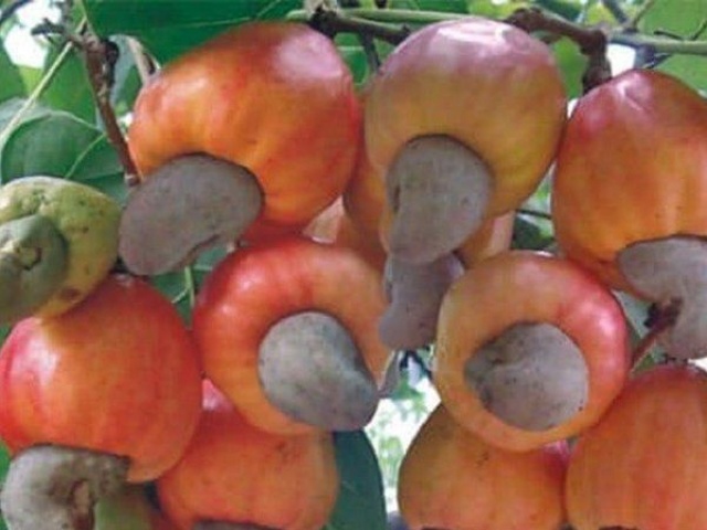 Thị trường - Tiêu dùng - Loại hạt đắt đỏ cả thế giới yêu thích, ở Việt Nam rụng đầy vườn