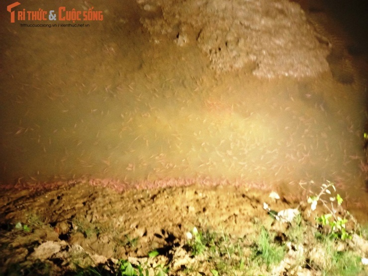 Để bắt rươi, người dân phải dùng đèn pin để kiểm tra lượng rươi. Rươi được thu hoạch trên cánh đồng triển khai mô hình trồng lùa hữu cơ kết hợp khai thác rươi nội đồng. Sau khi thu hoạch lúa, người dân sẽ đắp bờ, cải tạo đất làm môi trường cho rươi bật lên để thu hoạch.