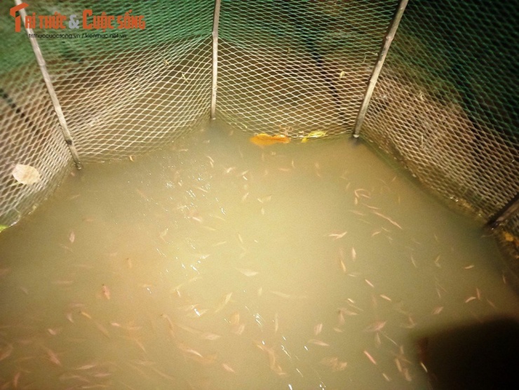 Theo người dân thôn An Định (xã An Thanh), họ thu hoạch nước rươi đầu tiên trong năm nay cách đây khoảng 1 tuần. Do là đầu vụ nên số lượng không nhiều, từ vài kg đến vài chục kg/ruộng. Trời sẩm tối, trên cánh đồng mênh mông, một số ruộng bật điện sáng, báo hiệu ruộng đó sẽ thu hoạch rươi trong đêm. Thời điểm khoảng 19h-20h tối, nước thủy triều ở sông bắt đầu rút, đây cũng là thời điểm rươi sẽ ngoi lên. Lúc thủy triều xuống, nước từ trong ruộng rươi từ từ chảy qua cống thoát nước để ra sông. Những con rươi đã bắt đầu nổi lên bơi mỗi ngày một dày về phía miệng cống.