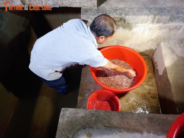 Theo anh Dĩnh, nhà anh có 7 sào rươi, năm ngoái thu hoạch được khoảng 70kg, năm nay nước rươi đầu tiên cách đây hai ngày gia đình anh đã thu hoạch được 15kg.