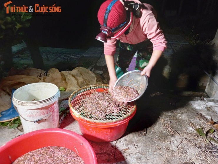 Chị Phạm Thị Đoan thu được hơn 20 kg trong một buổi tối