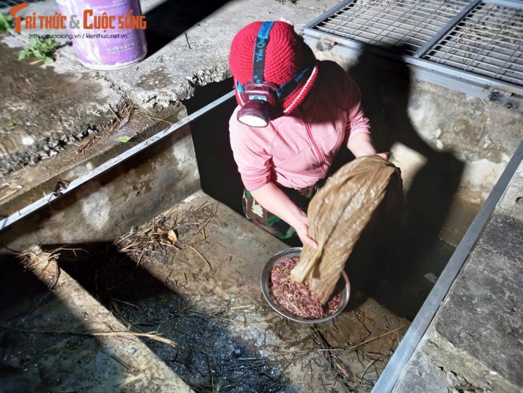 Gia đình Phạm Thị Đoan có 6 sào ruộng cấy lúa 2 vụ. Năm 2021 gia đình chị đã cải tạo đất để cấy lúa 1 vụ và 1 vụ rươi. Năm ngoái vụ rươi đầu tiên gia đình chị thu hoạch được khoảng 30kg.