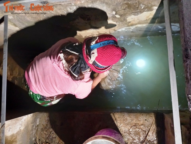 Chị Đoan cho biết, để chuẩn bị ruộng nuôi rươi, khoảng 4 năm trước gia đình chị đã không sử dụng thuốc trừ sâu hay phân bón hóa học. Việc cấy lúa chỉ dùng phân gà ủ mục và ngô hạt để cung cấp chất dinh dưỡng cũng như tạo mùn phù hợp với sự sinh trưởng và phát triển của con rươi.