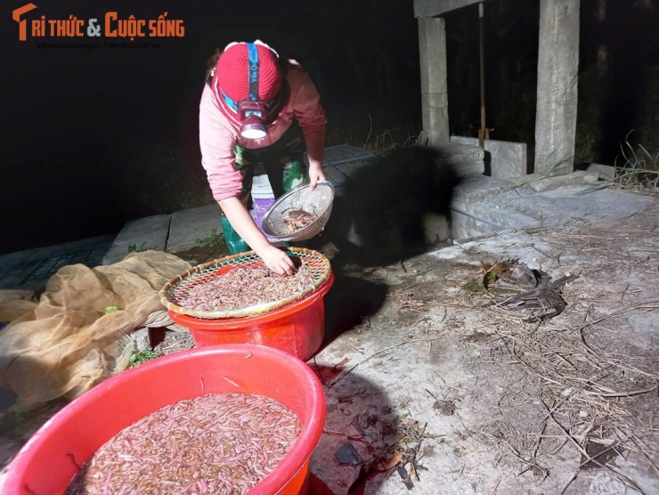 Chị Đoan nhặt sạch rươi trước khi mang đến điểm thu mua.