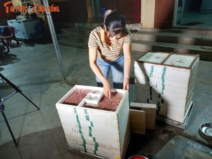 Ông Phạm Văn Thiệp, Phó Chủ tịch UBND xã An Thanh (huyện Tứ Kỳ, Hải Dương) cho biết, hiện tổng diện tích nuôi rươi của toàn xã vào khoảng 280ha, với gần 400 hộ tham gia sản xuất. Trong đó có 130 ha ngoài bãi và 150 ha trong đồng. Năm ngoái, sản lượng rươi của An Thanh đạt khoảng 100 tấn, năm nay ước đạt khoảng 115 tấn.