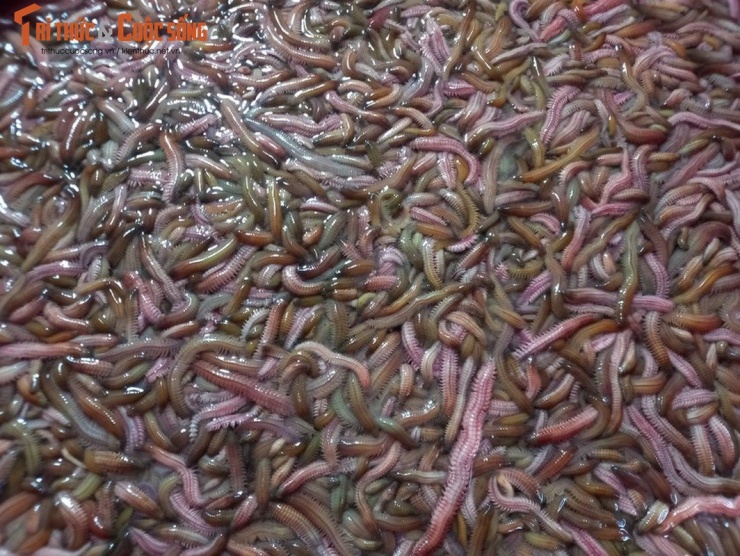 Ông Phạm Văn Cường, trưởng thôn An định cho biết, người dân thôn ông đã nuôi rươi ở ngoài bãi sông khoảng 15 năm nay. Cách đây 7 năm khi thấy hiệu quả kinh tế của con rươi, người dân trong thôn thống nhất dồn ô đổ thửa, chỉnh trang toàn bộ diện tích cấy lúa ở trong đồng để nuôi rươi. Đến nay, 97% diện tích ruộng của thôn An Định đã sản xuất theo mô hình nuôi rươi và cấy lúa hữu cơ. Gọi là “nuôi” nhưng người dân ở đây chỉ tạo môi trường sạch không có hóa chất để thu hút rươi từ sông cái theo con nước về ruộng ở và tự sinh sản chứ không cho rươi ăn hay sử dụng thuốc, chế phẩm gì. Rươi An Thanh nổi tiếng ngon, nhiều bột và được thương lái săn đón ngay sau khi thu hoạch.