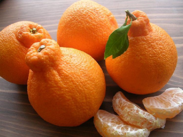 Hình dáng quả cam Dekopon hơn 300.000/quả khiến ai cũng mê hoặc.