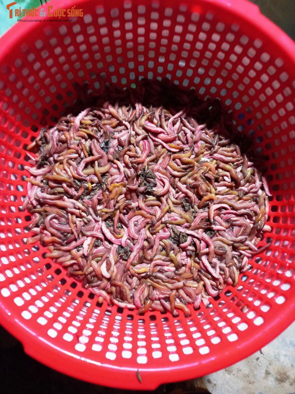 Thôn An Định là thôn tập trung khoảng 50% diện tích nuôi rươi của xã An Thanh. Người dân ở đây cho biết, bình thường con rươi sống sâu khoảng 30-40cm dưới mặt đất. Vào tháng 9, tháng 10 âm lịch khi nước thủy triều ngoài sông rút đi, rươi mới nổi lên mặt nước và người dân sẽ được vớt "lộc trời".