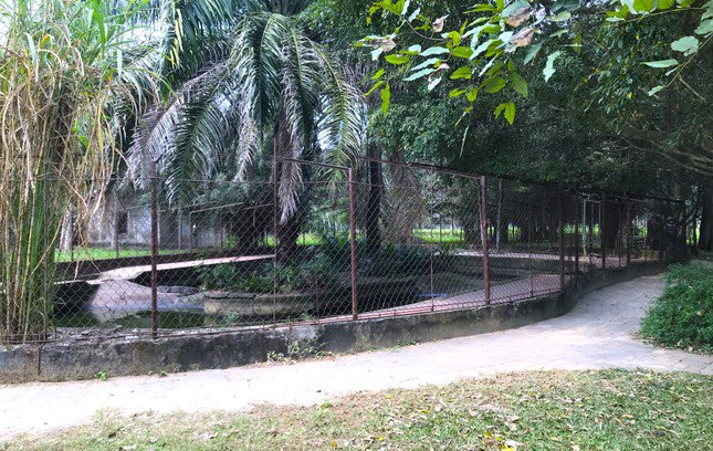 Khu vực nuôi nhốt đàn cá sấu trong Công viên Trung tâm TP. Vinh (Nghệ An).