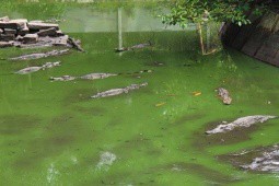 Vụ cá sấu sổng chuồng ở Kiên Giang: Đề xuất thanh lý cả đàn