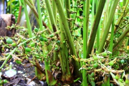 Thị trường - Tiêu dùng - Loại quả phổ biến ở Việt Nam không ngờ là gia vị đắt thứ 3 thế giới, giá vài triệu/kg