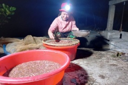 Thị trường - Tiêu dùng - Người dân Hải Dương thức đêm săn đặc sản rươi, thu tiền triệu