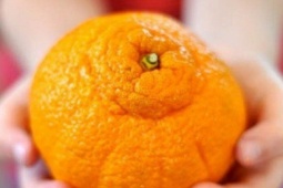 Thị trường - Tiêu dùng - Loại cam đắt đỏ nhất thế giới nhìn như "sumo", ở Việt Nam vào mùa rẻ "như cho không"