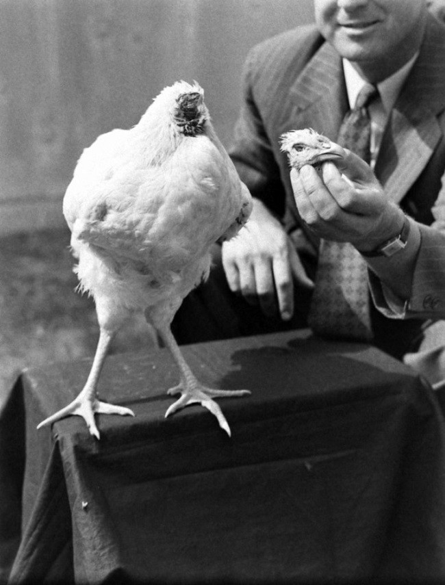 Năm 1945, người chủ quyết định làm thịt con gà này. Tuy nhiên, sau khi bị chặt đầu nó không chết, nó đứng dậy và đi lại bình thường như không có chuyện gì xảy ra.
