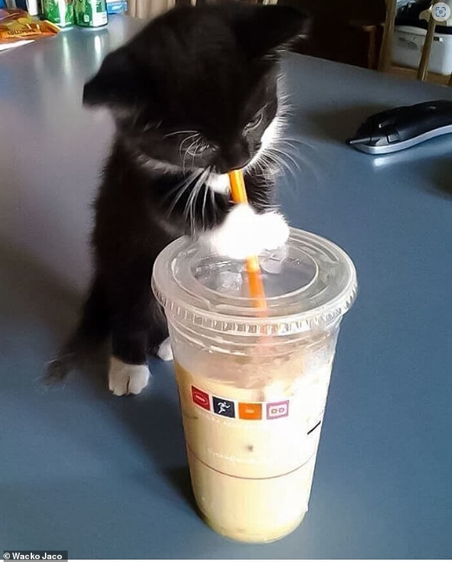 Chú mèo con nhỏ màu đen và trắng này đặt bàn chân của mình lên trên ly sữa lắc để tự đứng vững trong khi uống ngụm kem - và thậm chí không thèm nhìn lên sau khi bị bắt.