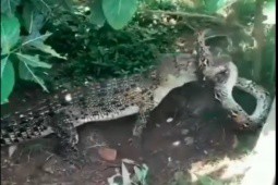 Trăn khủng bị cá sấu tấn công kinh hoàng