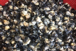 Thị trường - Tiêu dùng - Loài vật tưởng không giá trị, nay được lùng mua giá cao lên đến 70.000 đồng/kg