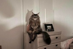 Tranh vui - Khi con vật có khả năng "tấu hài" cực mạnh