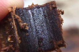 Thị trường - Tiêu dùng - Loại gỗ ở Việt Nam có, giá tiền tỷ/kg mất ngàn năm mới tích tụ được hương thơm