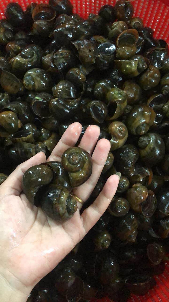 Loại ốc nguyên con chị đang bán giá 7.000 đồng/kg.