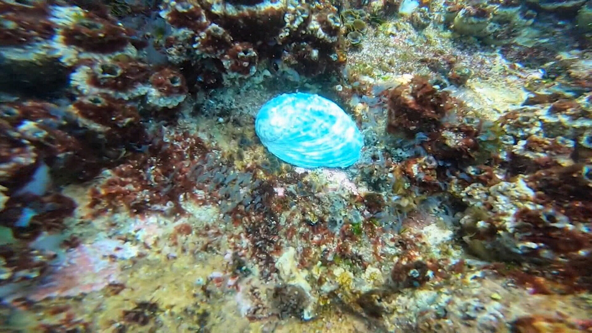 Loại bào ngư có màu xanh ngọc bích tuyệt đẹp nhưng khiến nhiều người lo ngại - 2