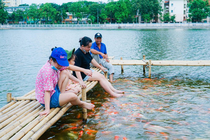 Di chuyển 8 tấn cá koi ra khỏi hồ Đầm Đông để cho thuê trồng sen