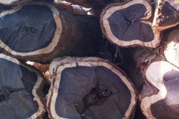 Loại gỗ quý hiếm có màu rất lạ, nguy cơ biến mất, giá 300 triệu đồng mỗi mét khối