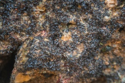 Thị trường - Tiêu dùng - 2 thứ "lộc trời" mọc ở trên đá, nhiều người không biết tên, đến mùa dân kiếm tiền triệu