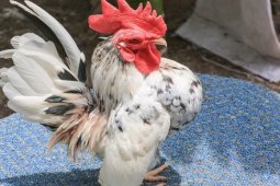 Thị trường - Tiêu dùng - Gà "ngực khủng" giá hơn 30 triệu đồng, ở Việt Nam nuôi làm cảnh