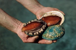 Ẩm thực - Loại bào ngư có màu xanh ngọc bích tuyệt đẹp nhưng khiến nhiều người lo ngại