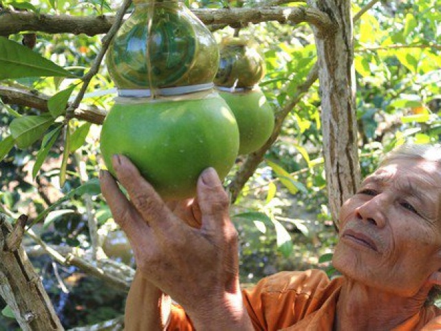 Thị trường - Tiêu dùng - Tất bật tạo hình trái cây "độc", lạ