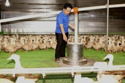Thị trường - Tiêu dùng - Thành công từ mô hình nuôi vịt khép kín
