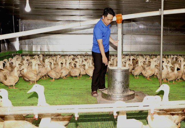 Anh Nguyễn Đức Thành thành công với mô hình chăn nuôi vịt