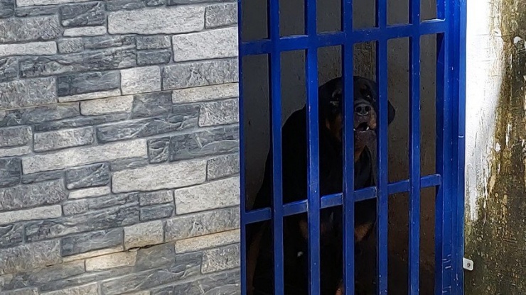 Một trong hai con chó tấn công bé gái. Ảnh: LA