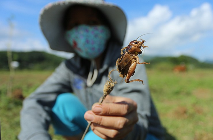 Dế cơm là giống dế to gấp đôi dế ta, có màu vàng nhạt, béo ú.
