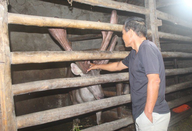 Con nai "khủng" cho cặp nhung nặng đến 8,5kg.