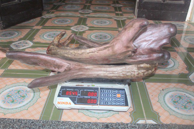 Cặp nhung nặng 8,54kg.