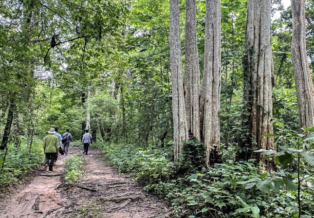 Rừng tự nhiên trong khu vực xây dựng hồ thủy lợi Ka Pét.