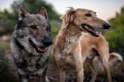 Media - Chó có khôn hơn sói không?