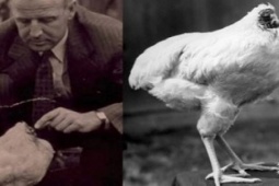 Phi thường - kỳ quặc - Sự thật về câu chuyện con gà bị mất đầu vẫn sống khỏe mạnh, kiếm được bội tiền cho chủ nhờ hiện tượng lạ