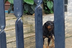 Tin tức trong ngày - Bình Phước: 2 con chó becgie tấn công bé gái 3 tuổi