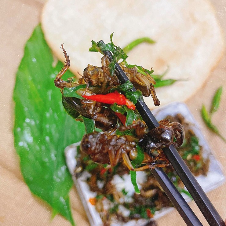 Sở dĩ người ta thường bắt dế cơm thay vì bắt các loại dế khác như dế than, dế lửa, dế tiêu… bởi chúng ăn cỏ nên rất sạch, có độ béo mập, to và hương vị thơm ngon đặc trưng
