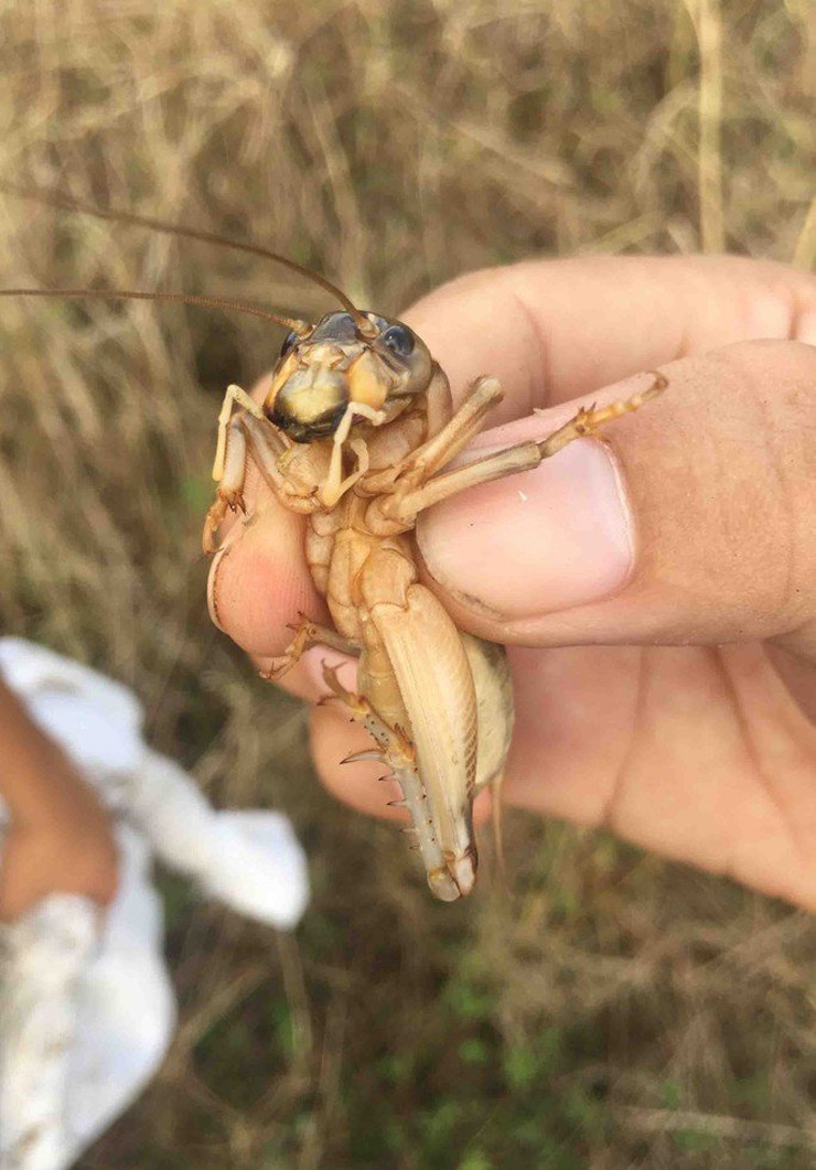 &nbsp;Ở Việt Nam, dế cơm có nhiều ở Đồng Nai, Tây Nguyên, Hà Tĩnh...
