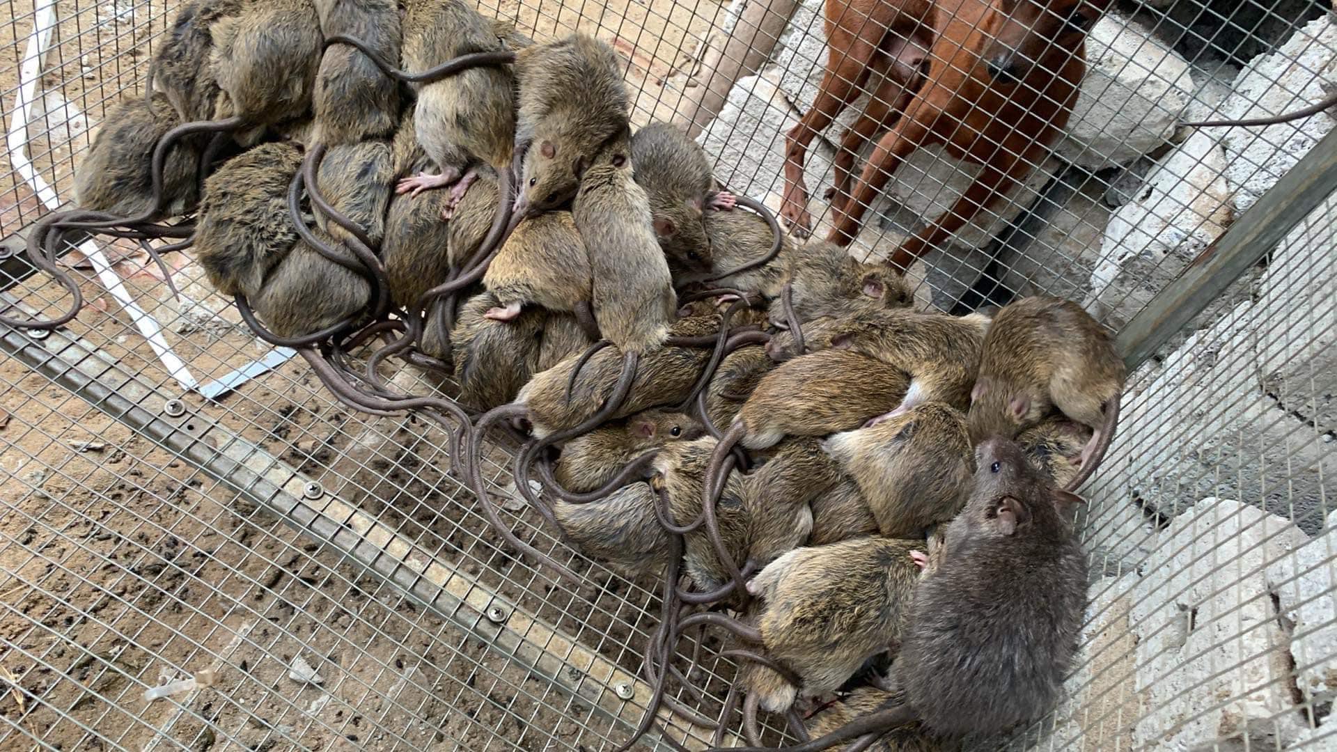 Chuột đồng được săn bắt về làm sạch và bán cho khách.