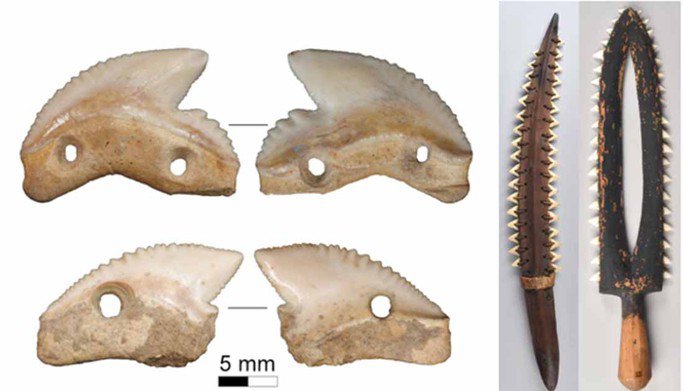 Hai lưỡi dao răng cá mập hổ được tìm thấy ở Indonesia và các vũ khí cổ từ Hawaii dùng để gợi ý cho khả năng mà nó có thể được ứng dụng - Ảnh: THE CONVERSATION/BẢO TÀNG ANH