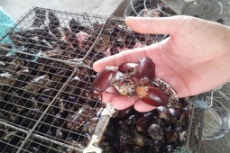 Thị trường - Tiêu dùng - Loài chuyên phá hoại mùa màng, nhìn sợ khiếp vía bỗng thành đặc sản dân nhậu "cực mê", 300.000 đồng/kg