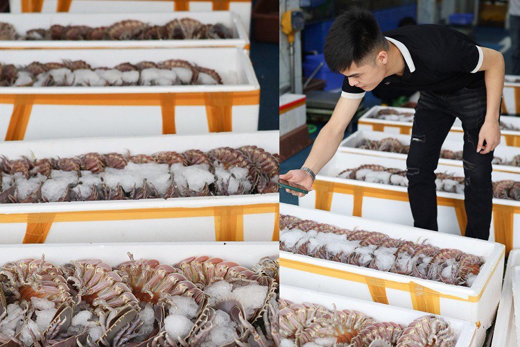 Hiện tại, bọ biển tươi sống chỉ có giá vài trăm nghìn đồng/con. (Ảnh: Hùng Ốc).